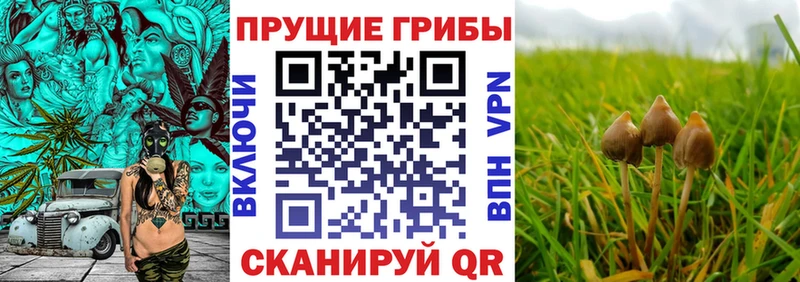 Псилоцибиновые грибы Magic Shrooms Красный Холм